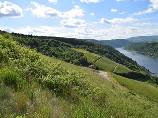 Dörscheider Heide