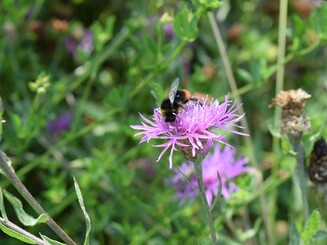 Wiesenhummel sitzt auf Blüte und sammelt Nektar