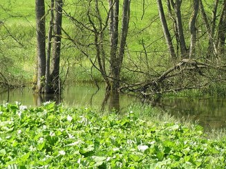 Teich 