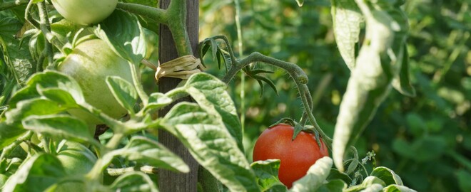 Rote und noch grüne Tomaten hängen an einer Tomatenpflanze