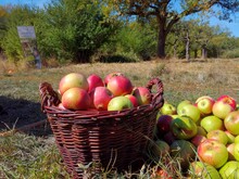 Ein Korb voller frisch gepflückter Äpfel steht auf einer Streuobstwiese in Wiesbaden