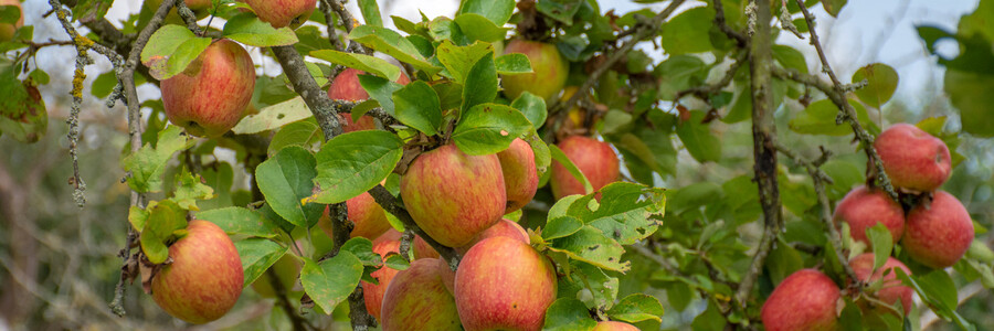 Reife Äpfel hängen am Baum