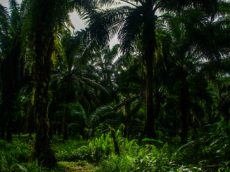 Palmen wachsen im Regenwald von Costa Rica