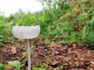 Pilz in Nahaufnahme wächst vor einer dicht bewachsenen Baumreihe