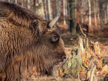 Kopf eines Wisent Bullen in Seitenansicht