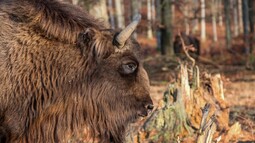 Kopf eines Wisent Bullen in Seitenansicht