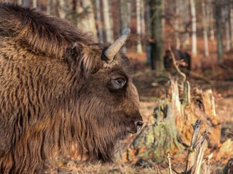 Kopf eines Wisent Bullen in Seitenansicht