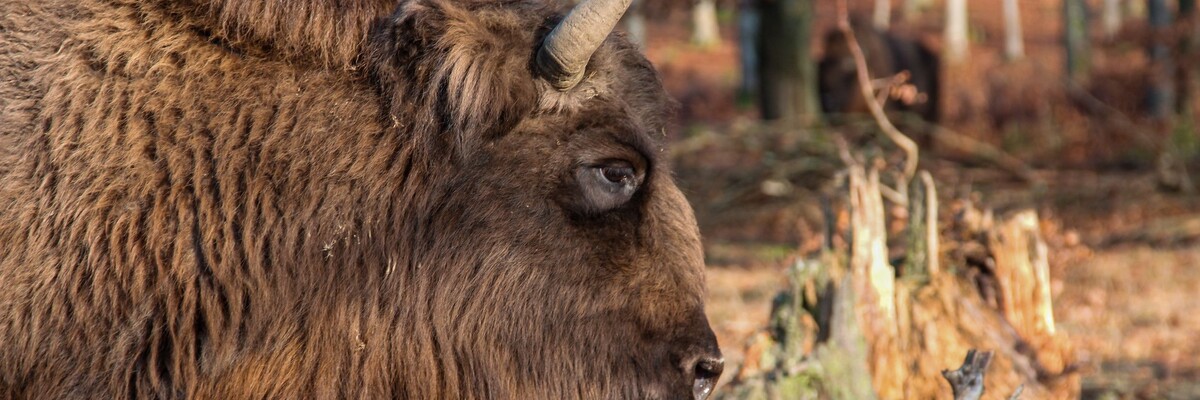 Kopf eines Wisent Bullen in Seitenansicht