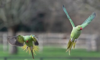 In Europa gebietsfremde Halsbandsittiche im Flug