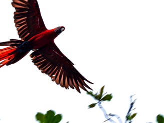 Ein Ara beim Flug von unten fotografiert