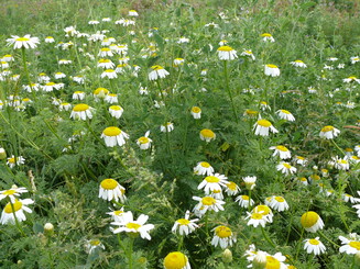 Weiße Blüten der römischen Kamille auf einer Wiese