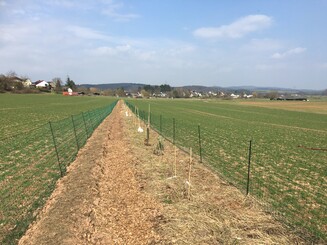 Agroforst Reihe auf einem Acker kurz nach der Bepflanzung mit noch kleinen Bäumen und geringer Vegetation