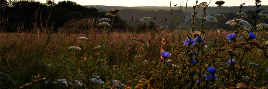 Viele bunte verschiedene Wildblumen auf einem Acker bei Sonnenaufgang