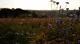Viele bunte verschiedene Wildblumen auf einem Acker bei Sonnenaufgang
