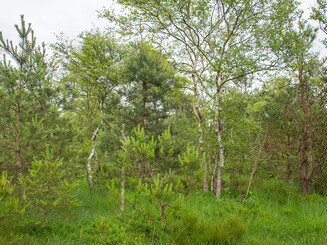 Bäume und Gräser im Hochmoor
