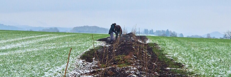 Pflanzung einer artenreichen Dynamischen Agroforst-Reihe auf einer Ackerfläche