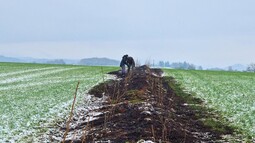 Pflanzung einer artenreichen Dynamischen Agroforst-Reihe auf einer Ackerfläche