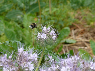 Hummel fliegt auf lila Blüte