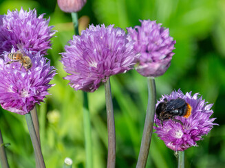 Blühender Schnittlauch mit Wildbienen.
