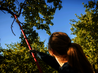 Eine Frau schneidet Totholz aus einem Apfelbaum auf einer Streuobstwiese
