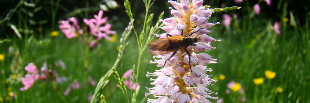 Auf den fliederfarbenen Blüten des Wiesenknöterichs sitzt eine Wespe