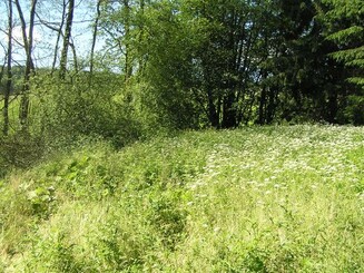 Blütenmeer