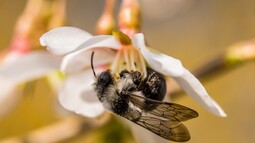 Graue Sandbiene saugt Nektar aus einer Blüte