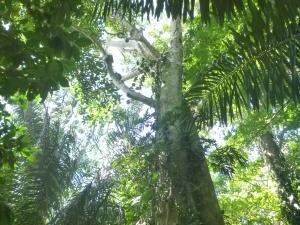 Grünes Dickicht mitten im Regenwald