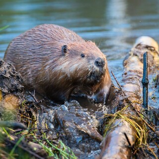 Biber steigt am Rande eines Flusses aus dem Wasser