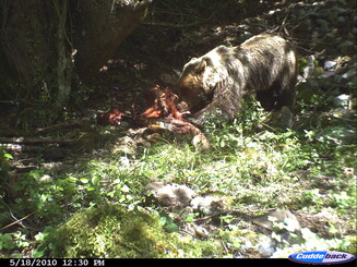 Braunbär frisst Kadaver