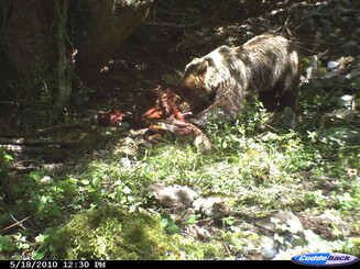 Braunbär frisst Kadaver