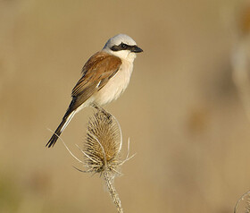 Red-backed shrike