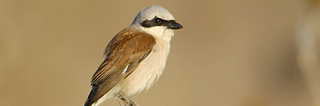 Vogel auf Zweig