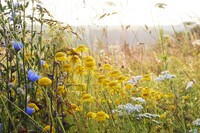 Bunte Wildblumenwiese für Insekten