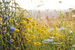 Bunte Wildblumenwiese für Insekten