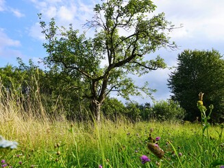 Bunte Pflanzen- und Blumenvielfalt auf einer Streuobstwiese in Wiesbaden