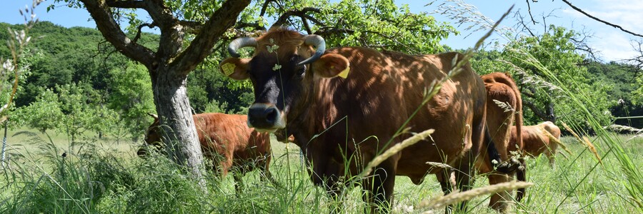 Murnau-Werdenfelser Kühe stehen unter Apfelbäumen auf Streuobstwiese in Wiesbaden