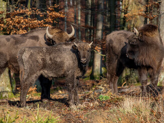 Wisentherde steht in Wald und schaut in Kamera