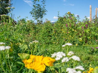 Viele verschiedene Arten wachsen dicht an dicht auf Dynamischen Agroforstacker der Naturschutzorganisation Naturefund