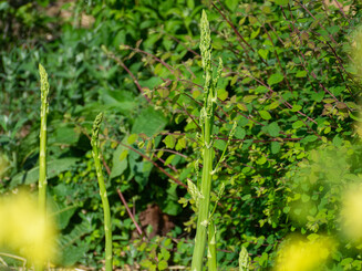 Triebe des Grünen Spargels auf einem Feld