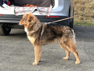 Angeleinter Westerwälder Kuhhund