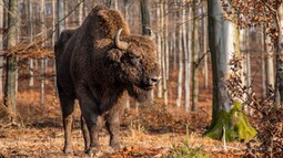 Wisent steht im Wald und genießt die Sonne