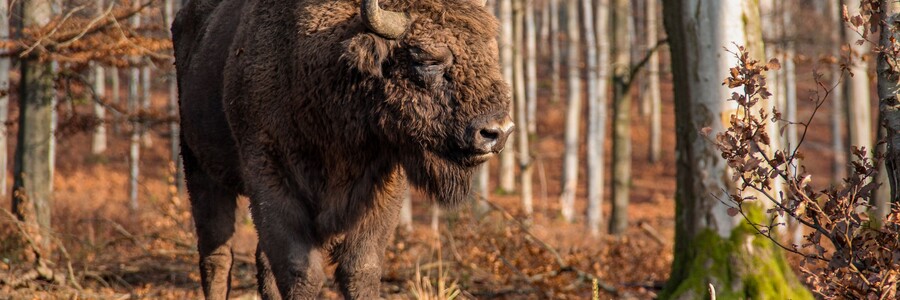 Wisent steht im Wald und genießt die Sonne