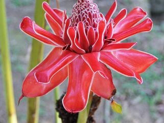 Rote Blüte der Ingwerblume