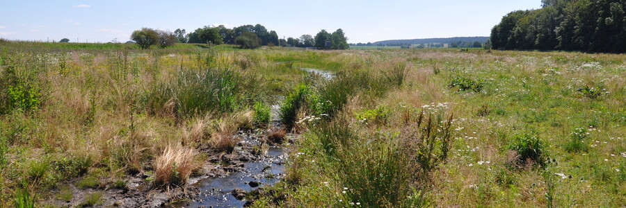Niedermorr im Sonnenlicht