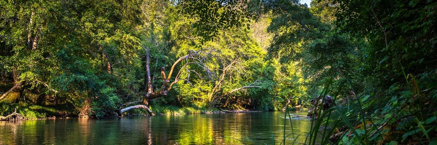 Fluss fließt durch Regenwald