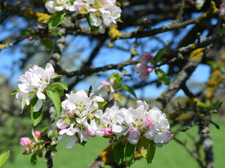 Rosa und weiße Blüten eines Apfelbaums