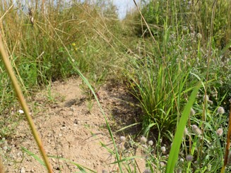 Eine Sandbank für Wildbienen, in denen sie nisten können