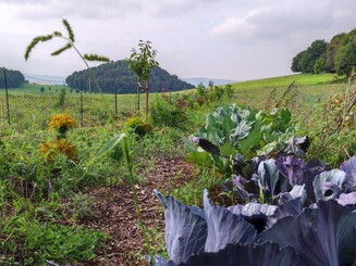 Pflanzenvielfalt auf einer Dynamischen Agroforst Baumreihe neben Äckern in Monokultur