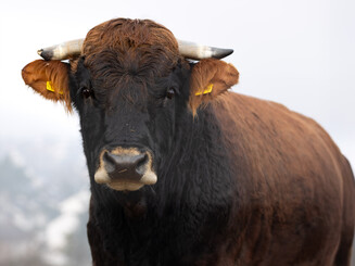 Ludwig - unser sanfter Stier